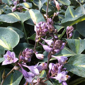 Hosta Grand Marquee - Willemse