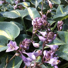 Hosta Grand Marquee - Hosta hybride grand marquee - Willemse