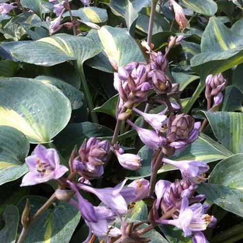 Hosta Grand Marquee - Hosta hybride grand marquee - Willemse