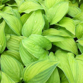 Hosta Guacamole - Willemse