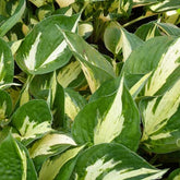 Hosta Revolution - Willemse