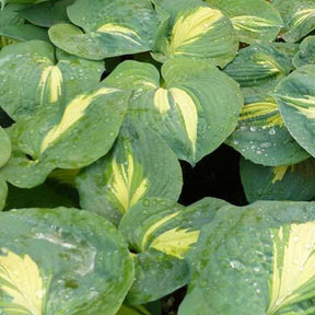Hosta Thunderbolt - Willemse