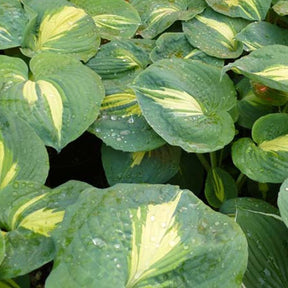 Hosta Thunderbolt - Hosta hybride thunderbolt - Willemse