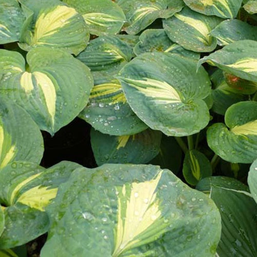 Hosta Thunderbolt - Hosta hybride thunderbolt - Willemse