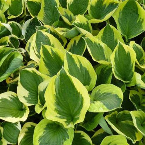 Hosta Twilight - Willemse