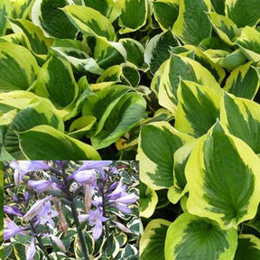 Hosta Twilight - Hosta hybride twilight - Willemse