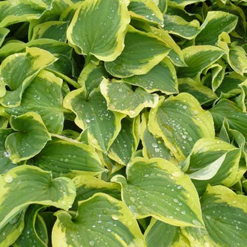 Hosta Pilgrim - Willemse