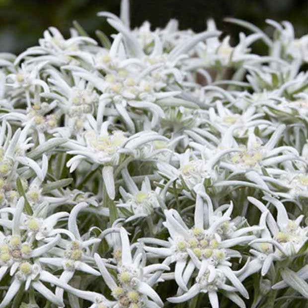 Edelweiss des Alpes Blossom of Snow - Leontopodium nivale ssp alpinum berghman blossom o - Plantes