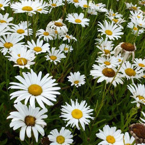 3 Marguerites d'été Silberprinzeschen - Willemse