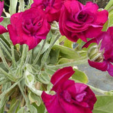 Coquelourde des jardins Gardener's World - Willemse