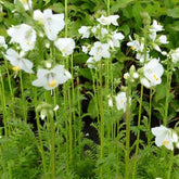 3 Valériane grecque blanche - Polemonium caeruleum album - Plantes