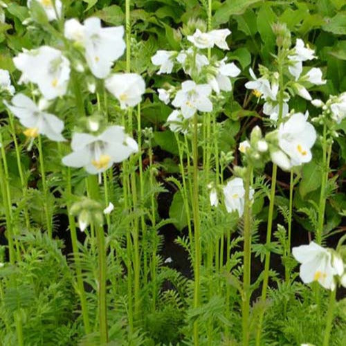 3 Valériane grecque blanche - Polemonium caeruleum album - Plantes