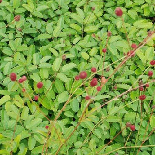Pimprenelle - Sanguisorbe officinale - Sanguisorba officinalis - Plantes