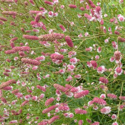 Pimprenelle Pink Tanna - Sanguisorbe - Sanguisorba officinalis pink tanna - Plantes