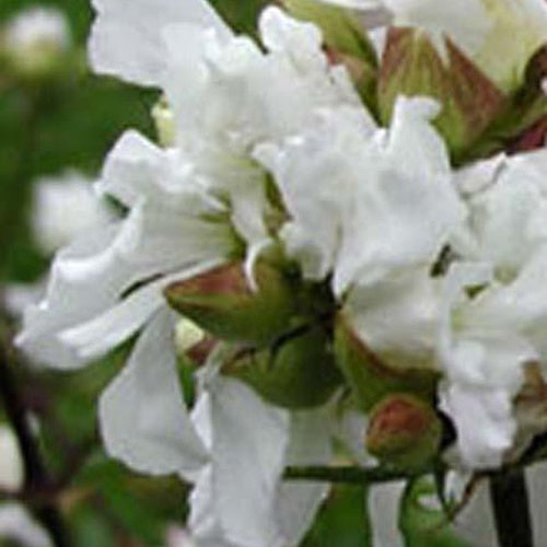 Saponaire officinale blanche - Saponaria officinalis alba plena - Plantes