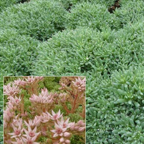 3 Sedum d'Espagne - Willemse