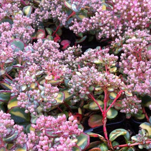 3 Sedum de Siebold panaché - Willemse