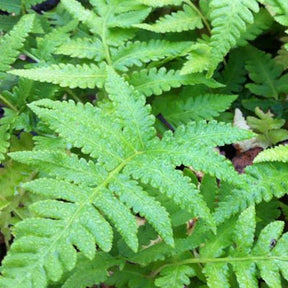 Matteuccia orientalis - Fougère - Willemse