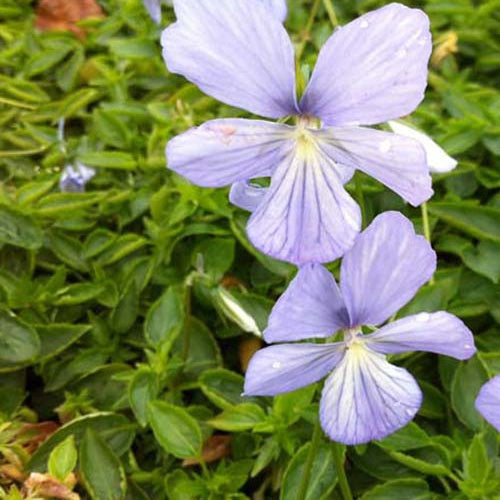 3 Violettes cornue Boughton Blue - Pensée - Viola cornuta boughton blue - Plantes
