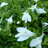 Mazus rampant blanc - Mazus reptans albus - Plantes