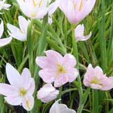 Lys des cafres blanc - Schizostylis coccinea alba - Plantes