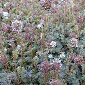3 Lampourdes à petites feuilles - Acaena microphylla - Willemse