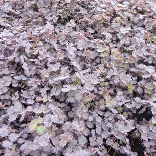 3 Lampourdes inermis purpurea - Willemse