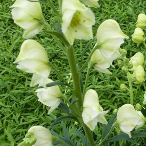 Aconit Casque de Jupiter Schneewittchen - Willemse