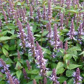 Agastache After Eight - Willemse