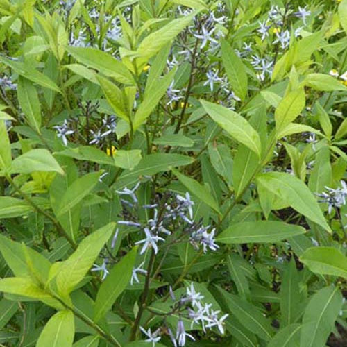 Étoile bleue à feuille de saule - Amsonia tabernaemontana var. salicifolia - Plantes