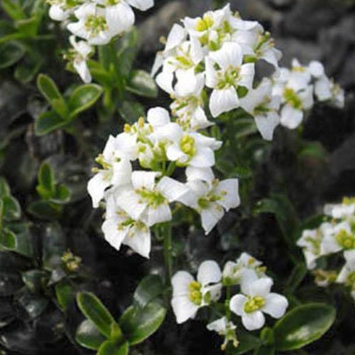 Arabette fausse corbeille d'argent - Willemse