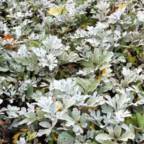 3 Armoises des rivages - Willemse