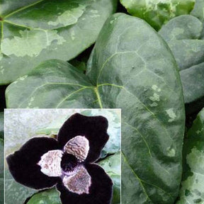 Asaret à feuillage ample - Willemse