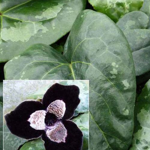 Asaret à feuillage ample - Willemse