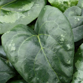 Asaret à feuillage ample - Asarum maximum giant - Willemse