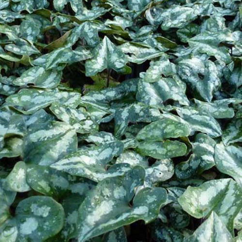 Asaret Gingembre sauvage du Sichuan - Willemse