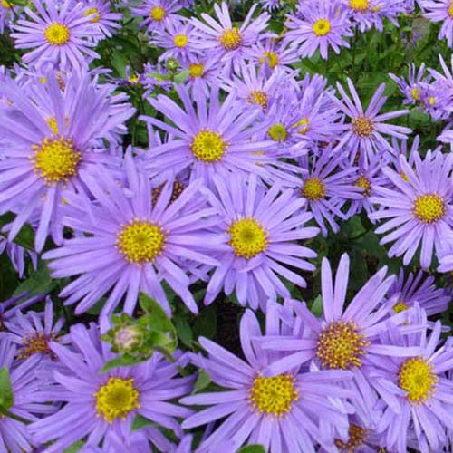 3 Oeil de Christ Blue King Asters amelle Blue King - Willemse
