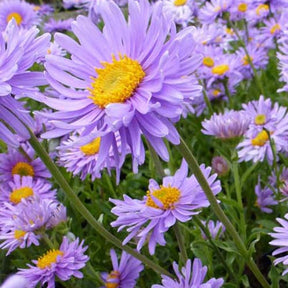 3 Asters des Alpes Goliath - Willemse