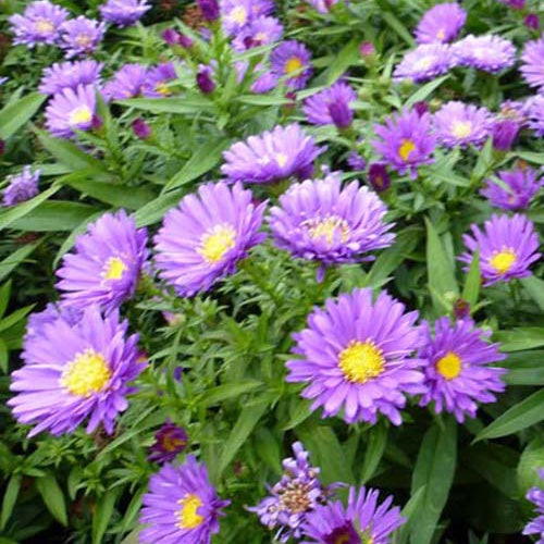 3 Asters nain Samoa - Willemse