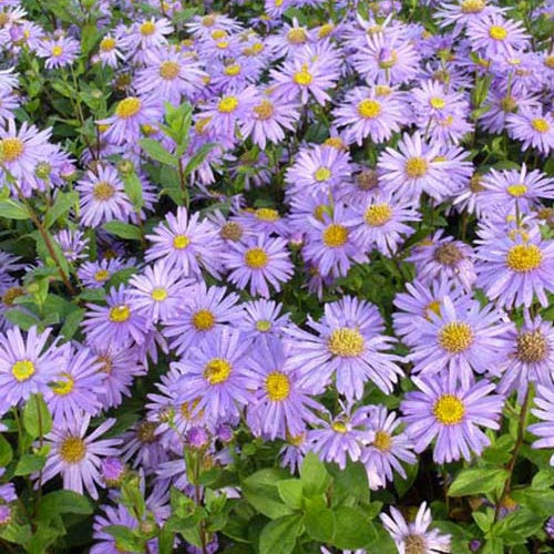 3 Asters de Frikart Jungfrau - Willemse