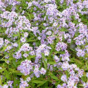 3 Marguerites d'automne Treffpunkt - Willemse