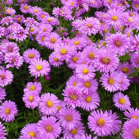 3 Asters de Nouvelle-Belgique Lady Francis - Willemse