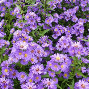 3 Asters de Nouvelle-Belgique Schöne von Dietlikon - Willemse