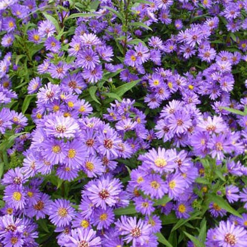 3 Asters de Nouvelle-Belgique Schöne von Dietlikon - Willemse