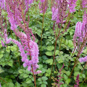 Astilbe de Chine Purpurkerze - Willemse