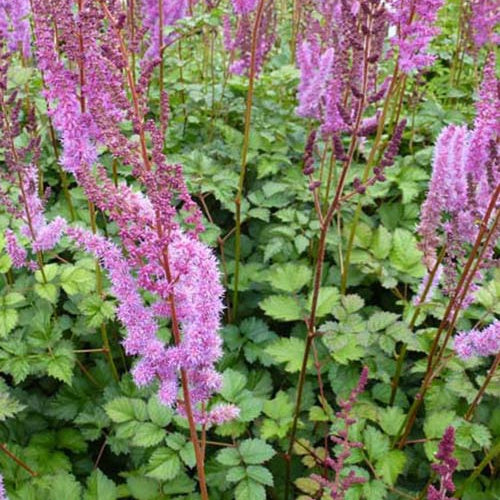 Astilbe de Chine Purpurkerze - Willemse
