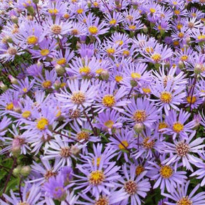 3 Asters radula - Willemse