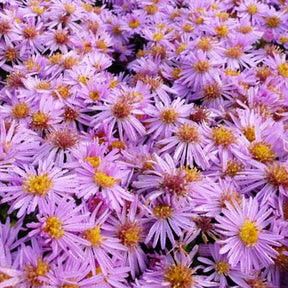 3 Asters nain Rozika - Willemse