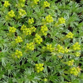 Azorelle naine - Willemse