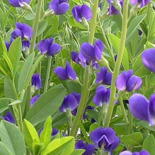 Faux-indigo Caspian Blue Faux-lupin Caspian Blue - Willemse